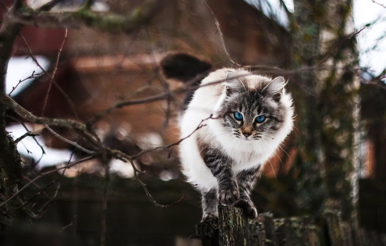Photo wallpaper cat, tree, bokeh