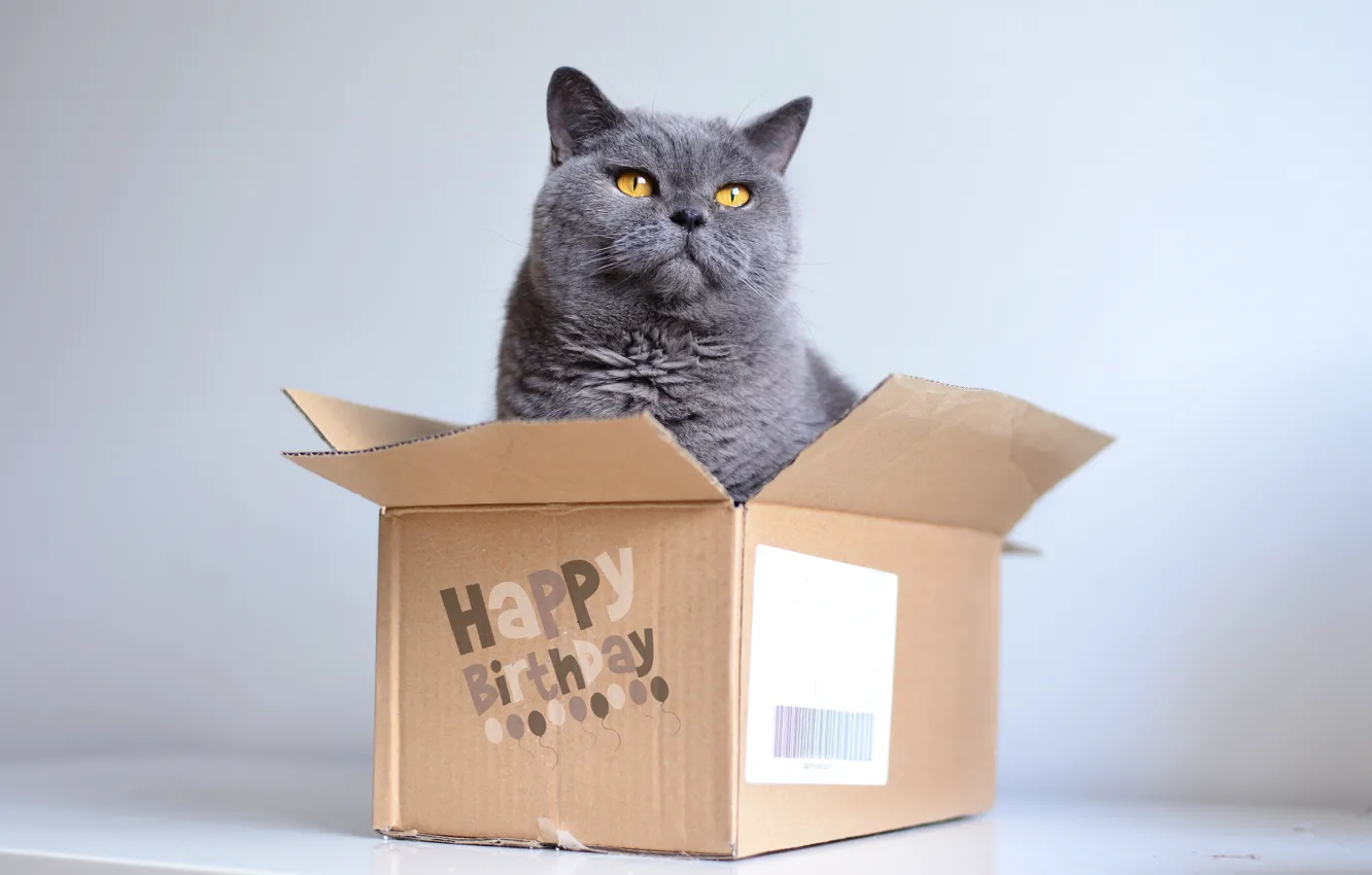 Photo wallpaper cat, cat, grey, background, birthday, box, gift, the game