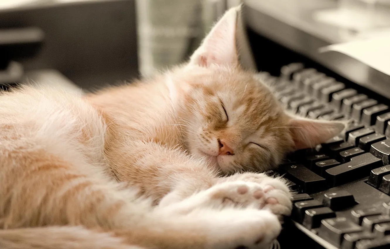 Photo wallpaper cat, sleeping, keyboard