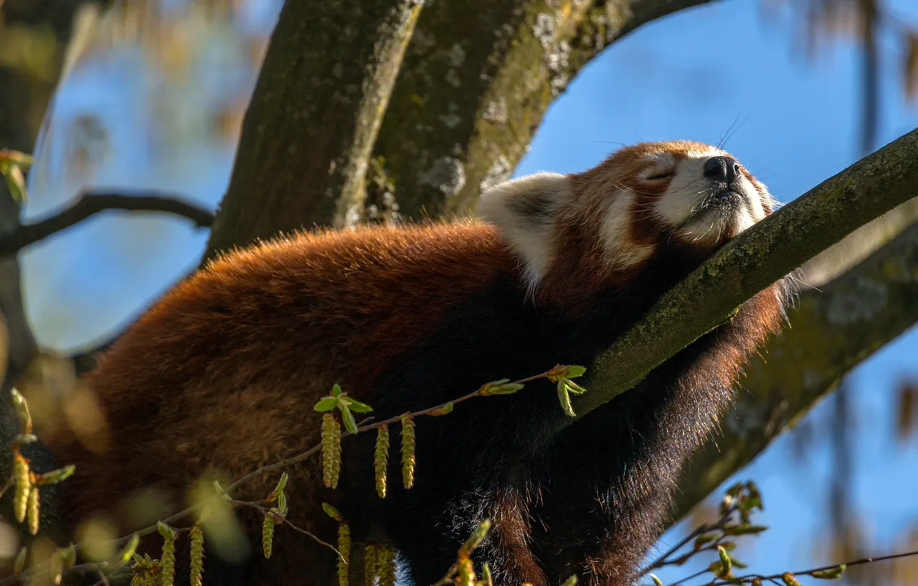 Photo wallpaper trees, sleep, sleeping, lies, red Panda, red Panda