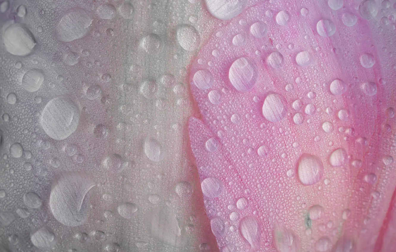 Photo wallpaper drops, macro, petals