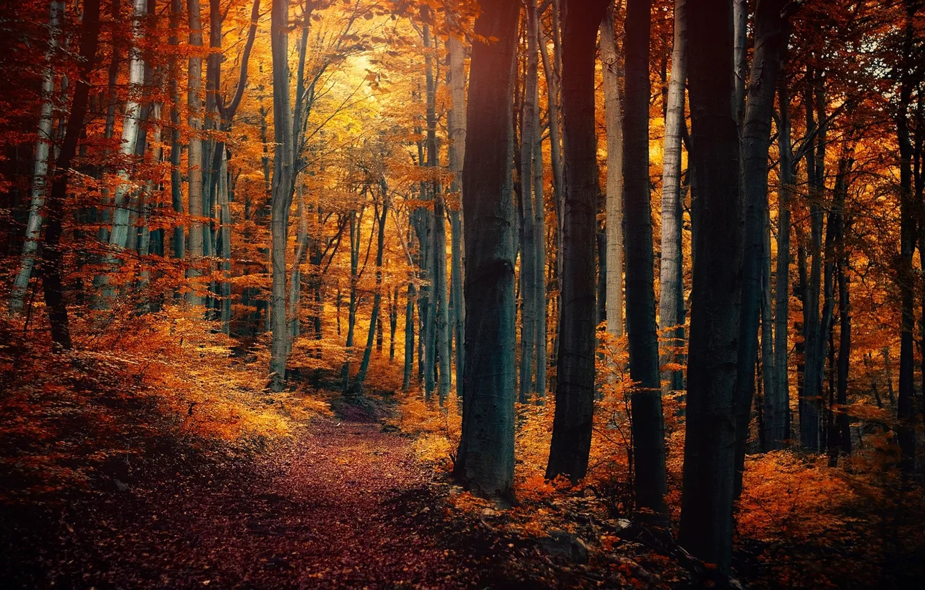 Photo wallpaper autumn, forest, leaves, trees, nature, yellow, orange, path