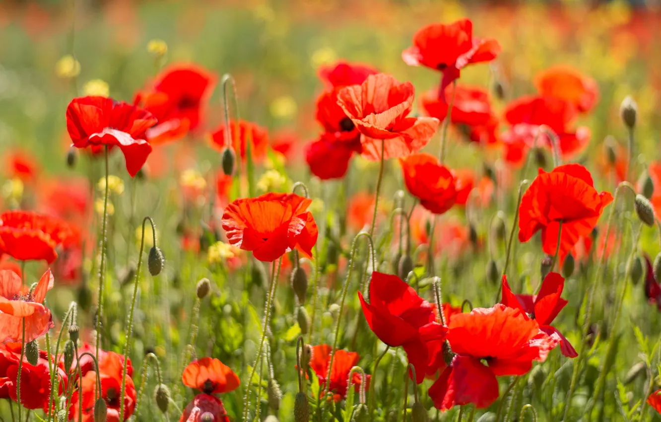 Photo wallpaper summer, light, flowers, red, glade, bright, Maki, blur