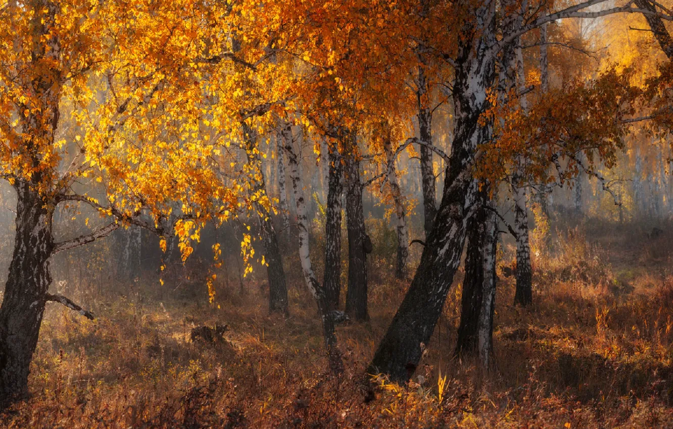 Photo wallpaper yellow leaves, morning mist, birch grove, Marateaman