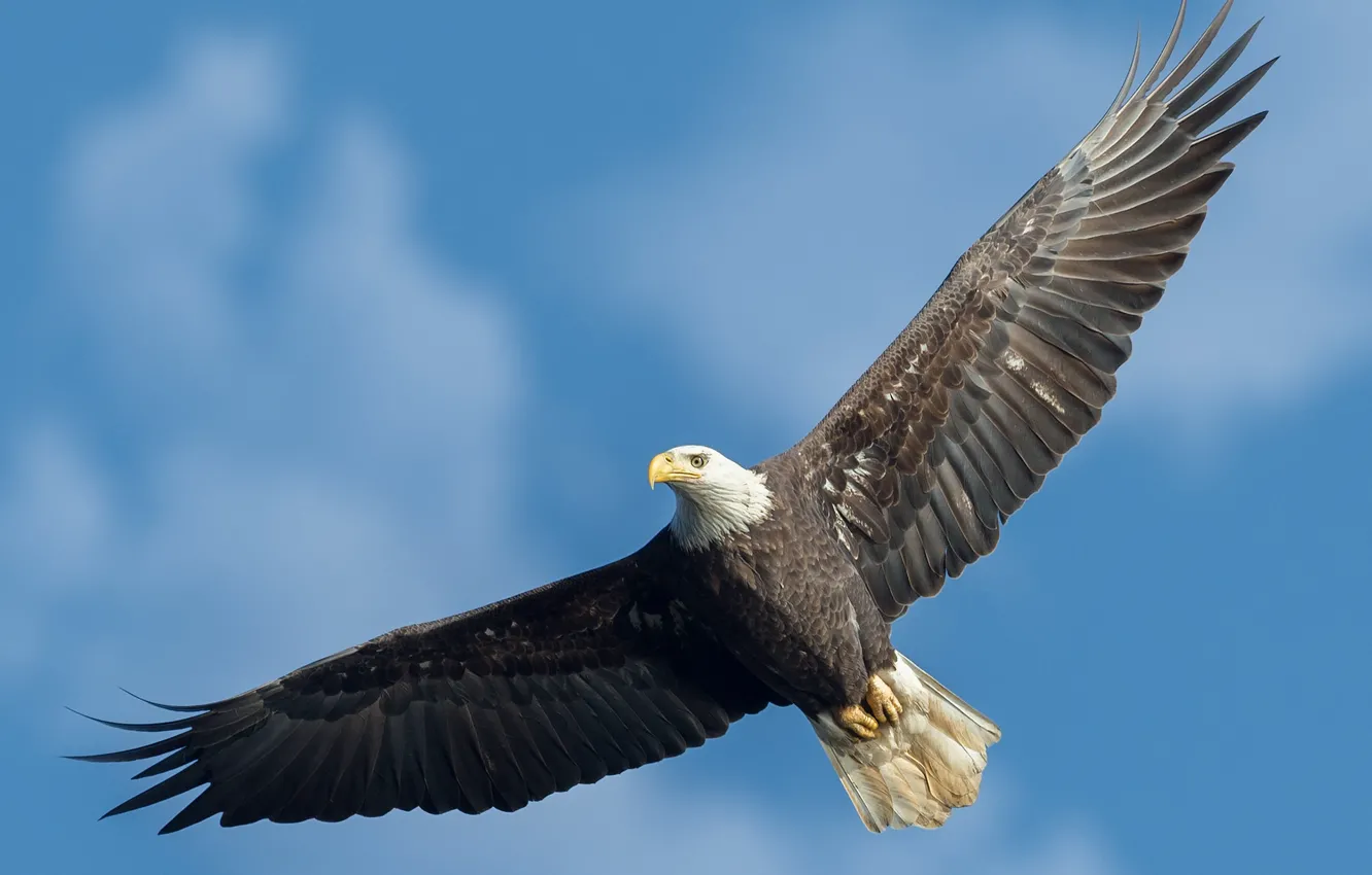 Photo wallpaper the sky, flight, bird, eagle