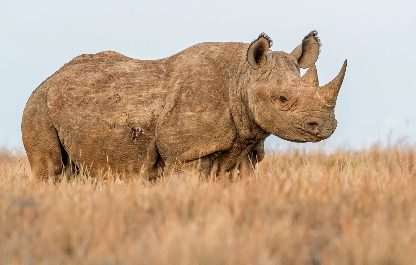 Photo wallpaper nature, background, Rhino