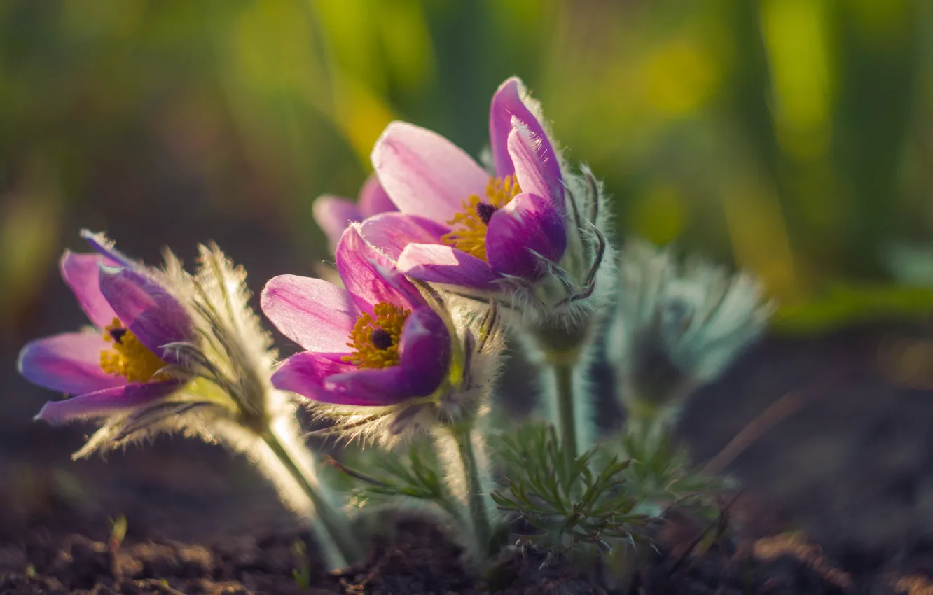 Photo wallpaper flowers, spring, primrose, cross