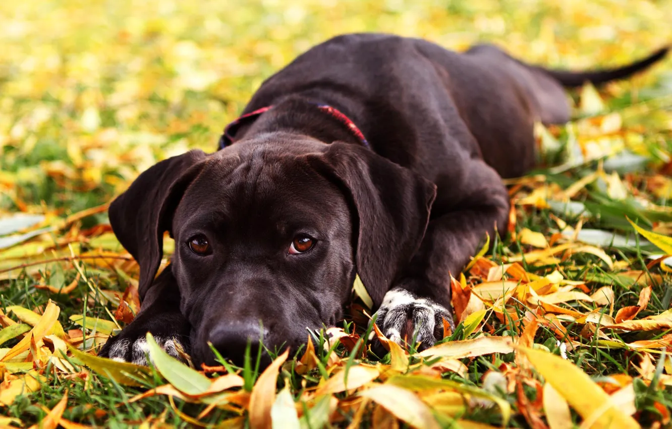 Photo wallpaper face, paws, tail, puppy, dog