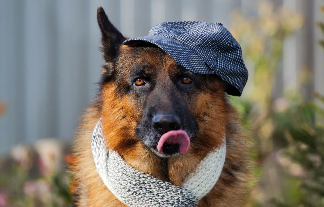 Photo wallpaper each, dog, hat