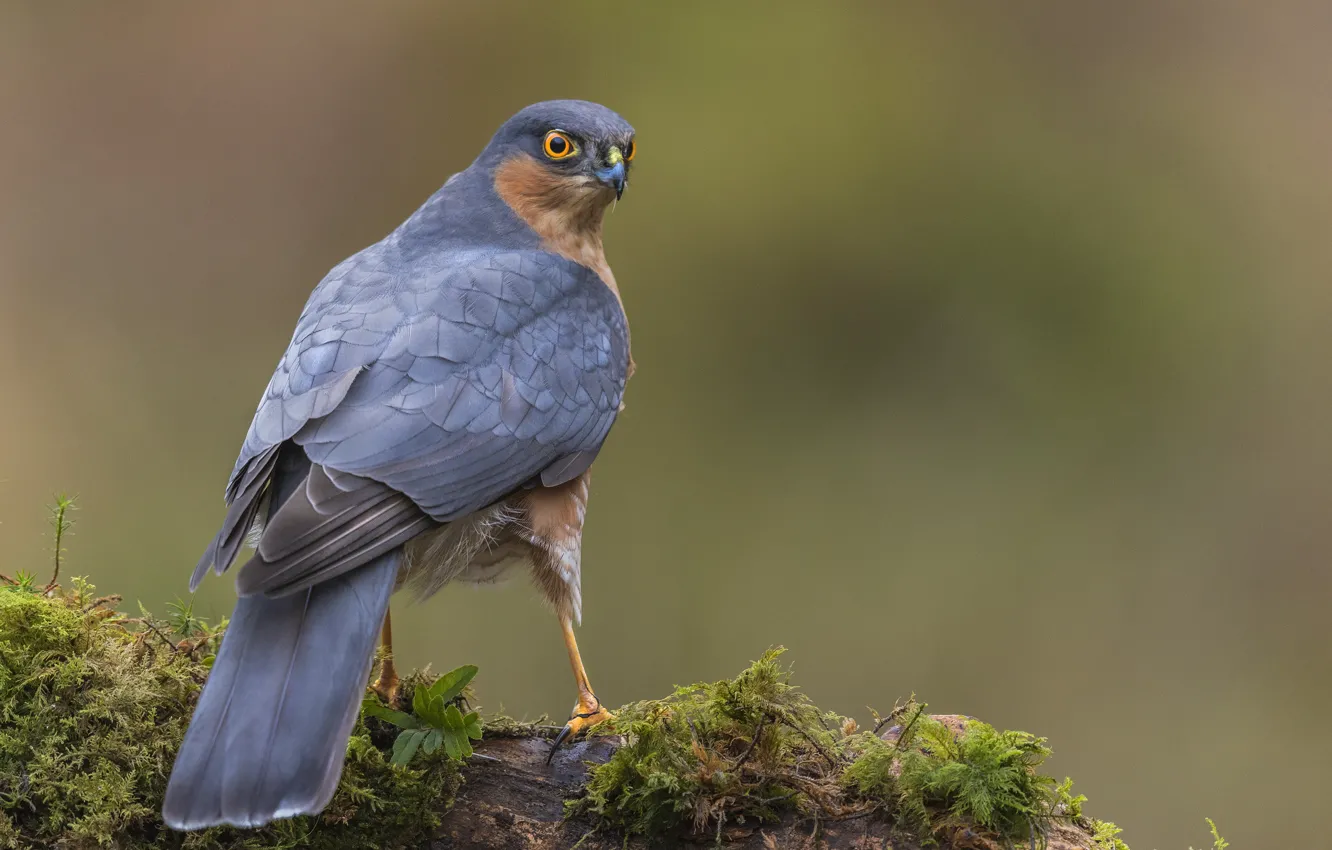 Photo wallpaper Sparrowhawk, bird of prey, Sparrow Hawk