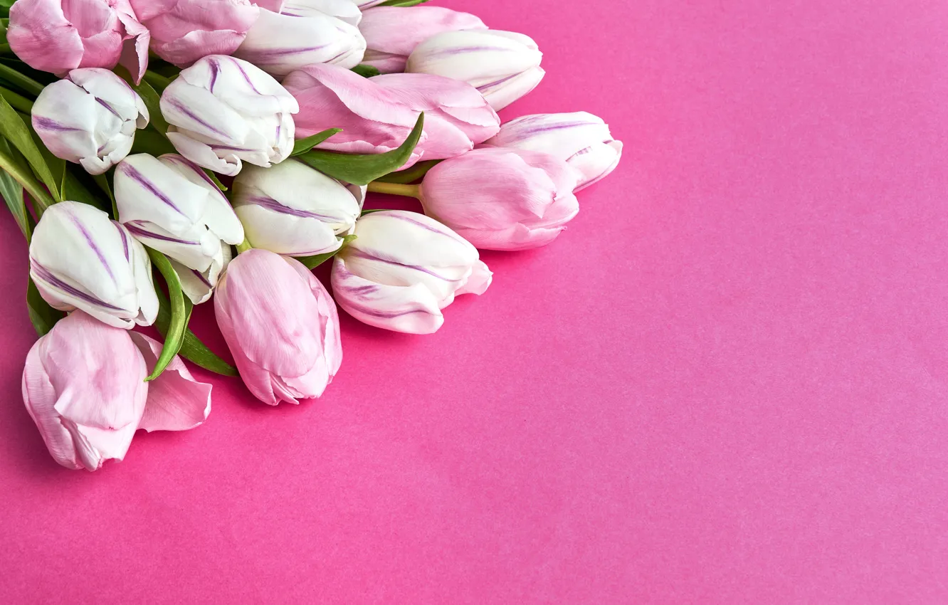 Photo wallpaper flowers, bouquet, tulips, pink, pink background, pink, flowers, beautiful