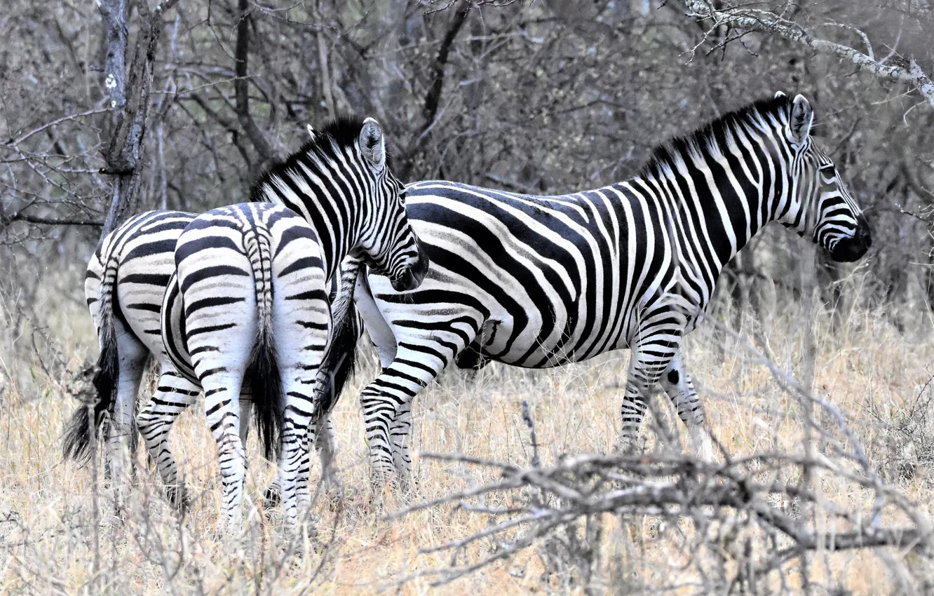 Photo wallpaper nature, Zebra, striped