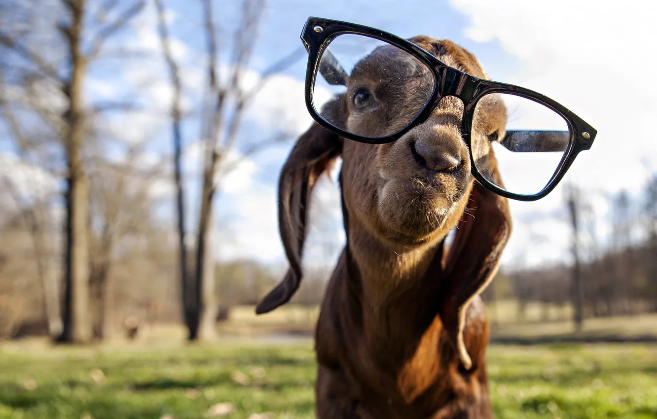 Photo wallpaper background, glasses, goat