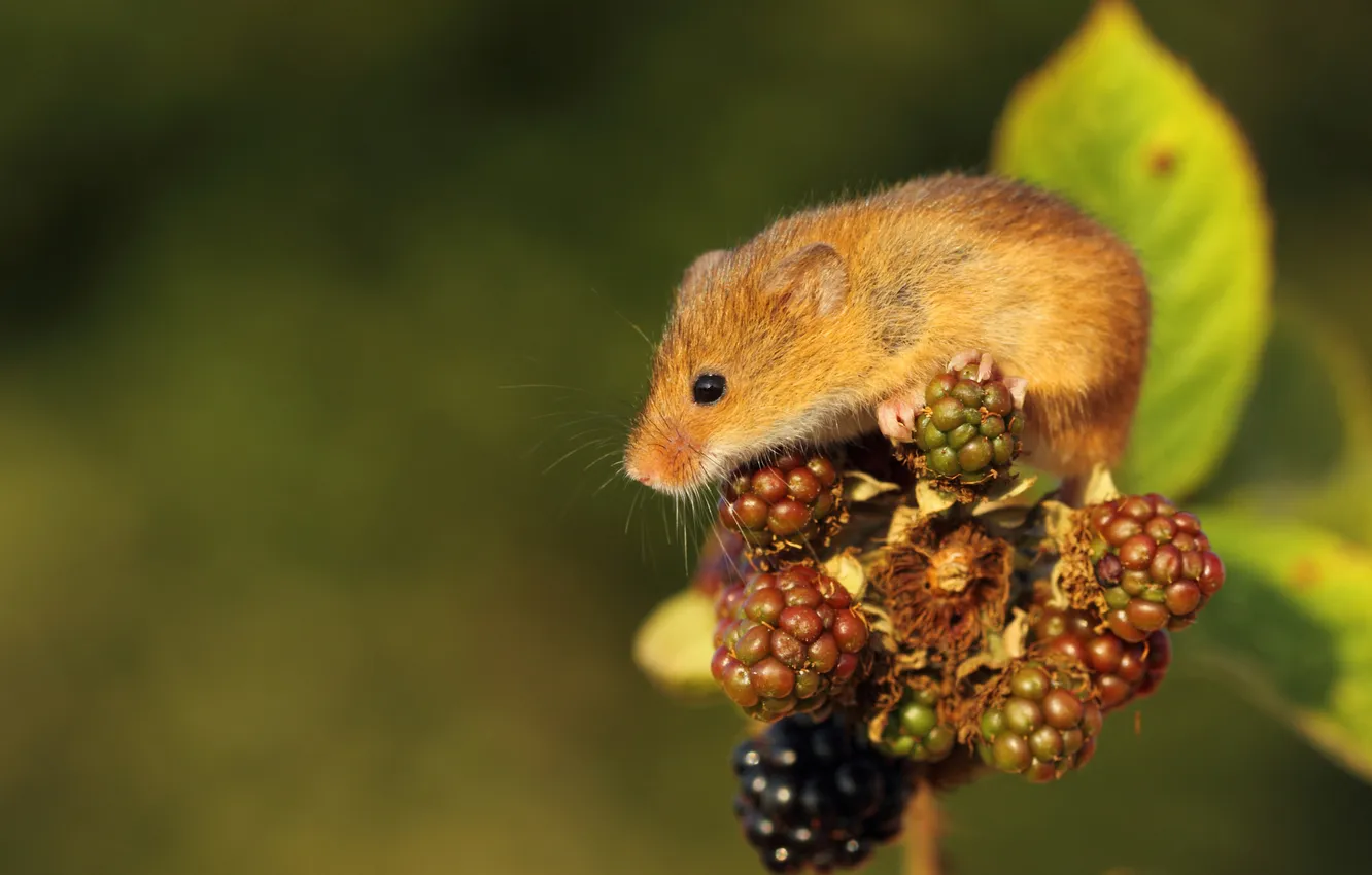 Photo wallpaper berries, mouse, red, BlackBerry, vole