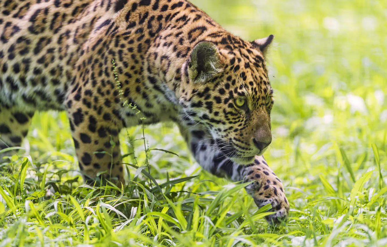 Photo wallpaper cat, grass, Jaguar, ©Tambako The Jaguar