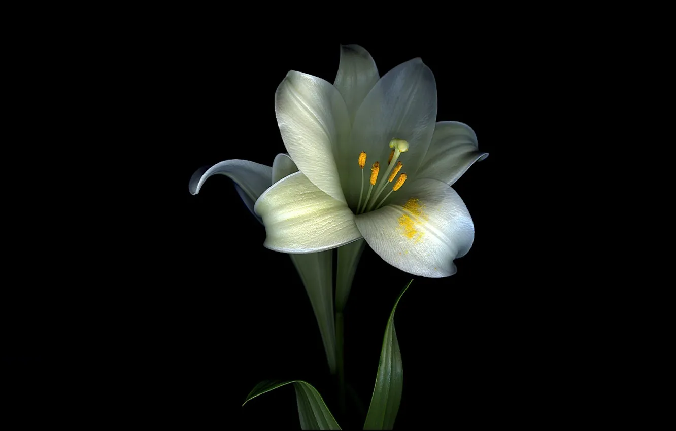 Photo wallpaper leaves, light, flowers, Lily, shadow, petals