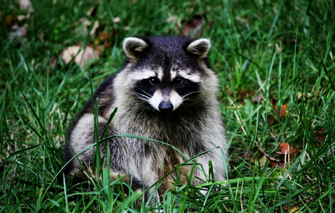 Photo wallpaper grass, nose, muzzle, raccoon, sitting, ears