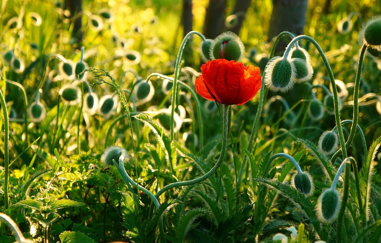 Photo wallpaper red, flower, poppy, blooming