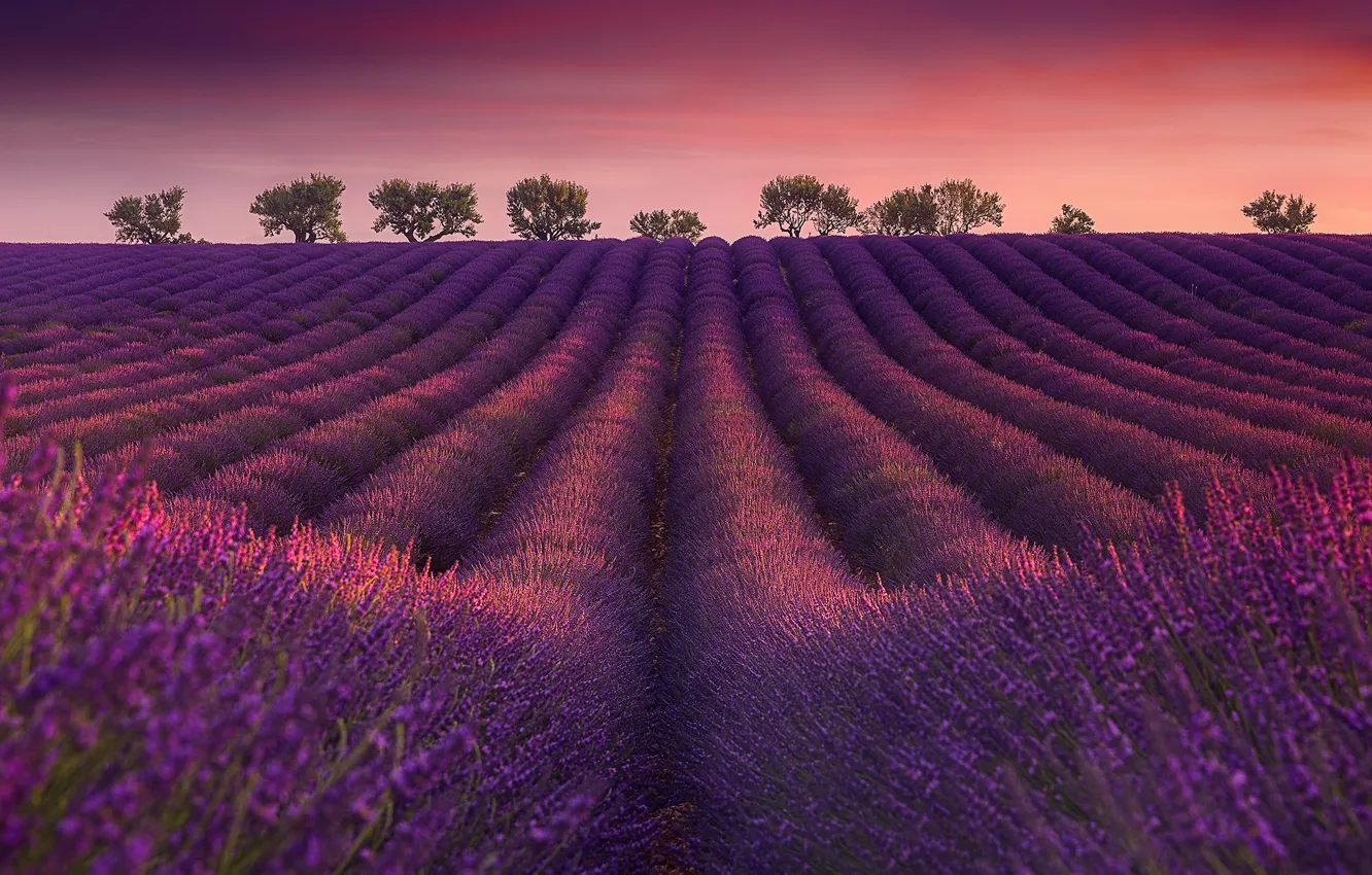 Photo wallpaper field, trees, dawn, France, morning, France, lavender, plantation