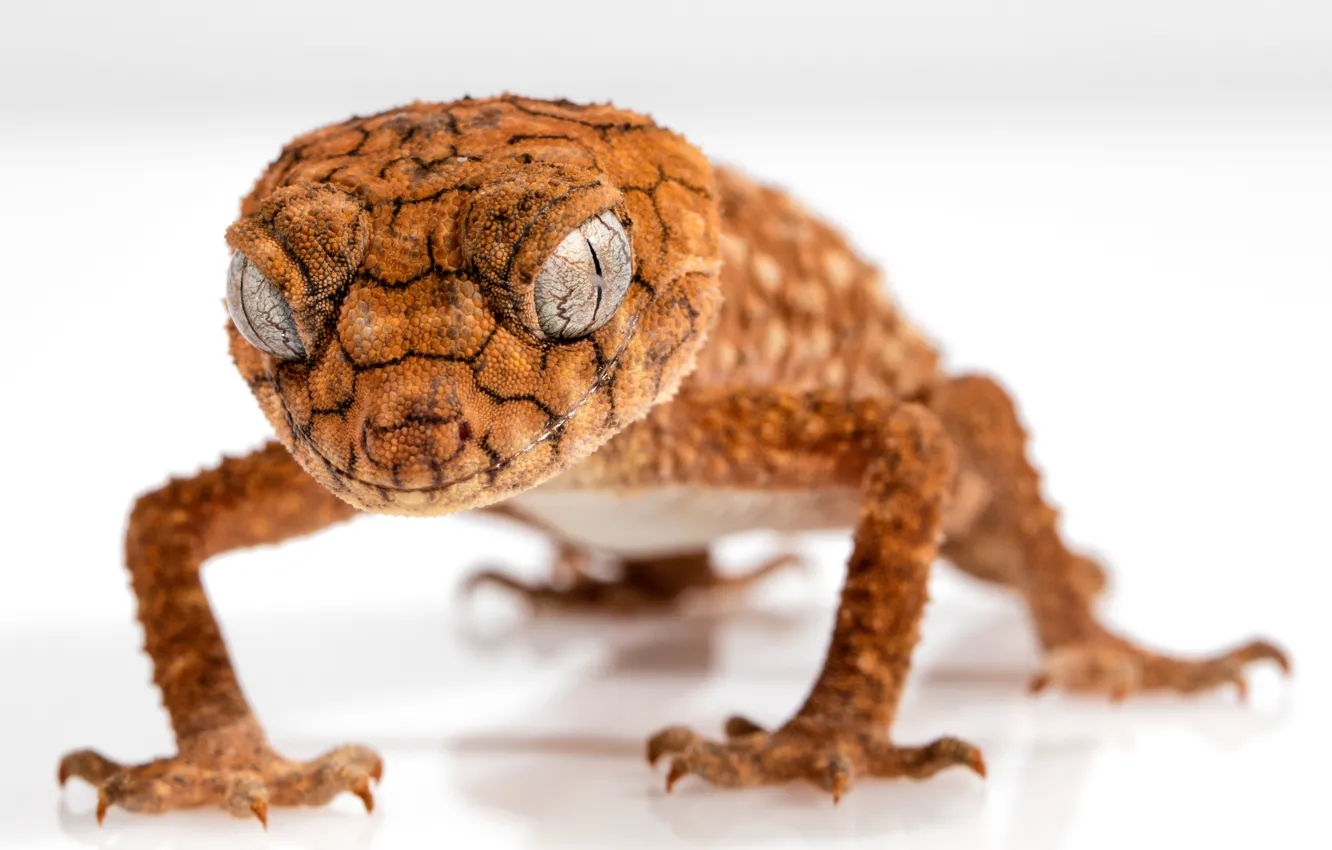 Photo wallpaper lizard, reptile, gecko
