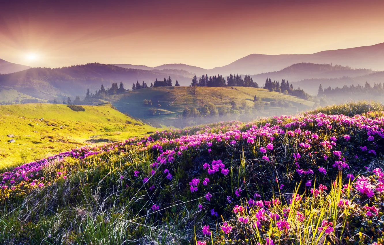 Photo wallpaper the sun, trees, flowers, hills