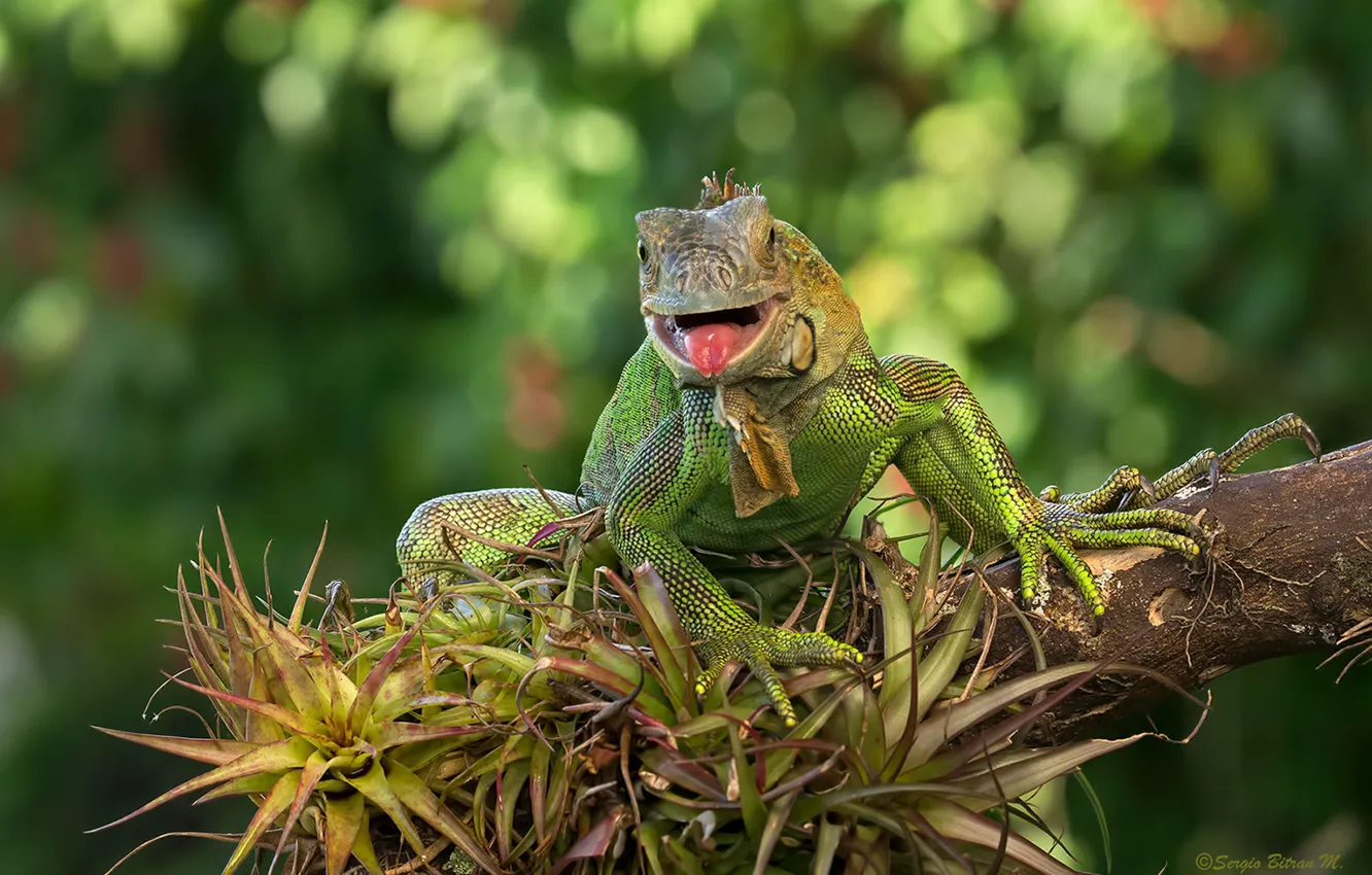 Photo wallpaper green, lizard, iguana