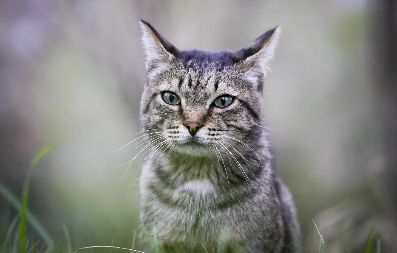 Photo wallpaper cat, background, weed