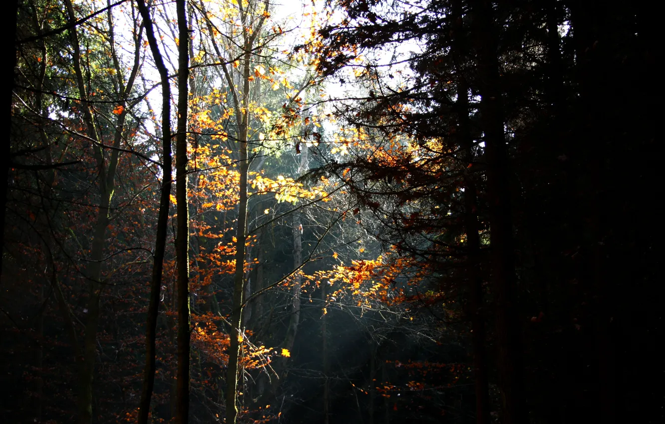 Photo wallpaper autumn, forest, trees, the rays of the sun