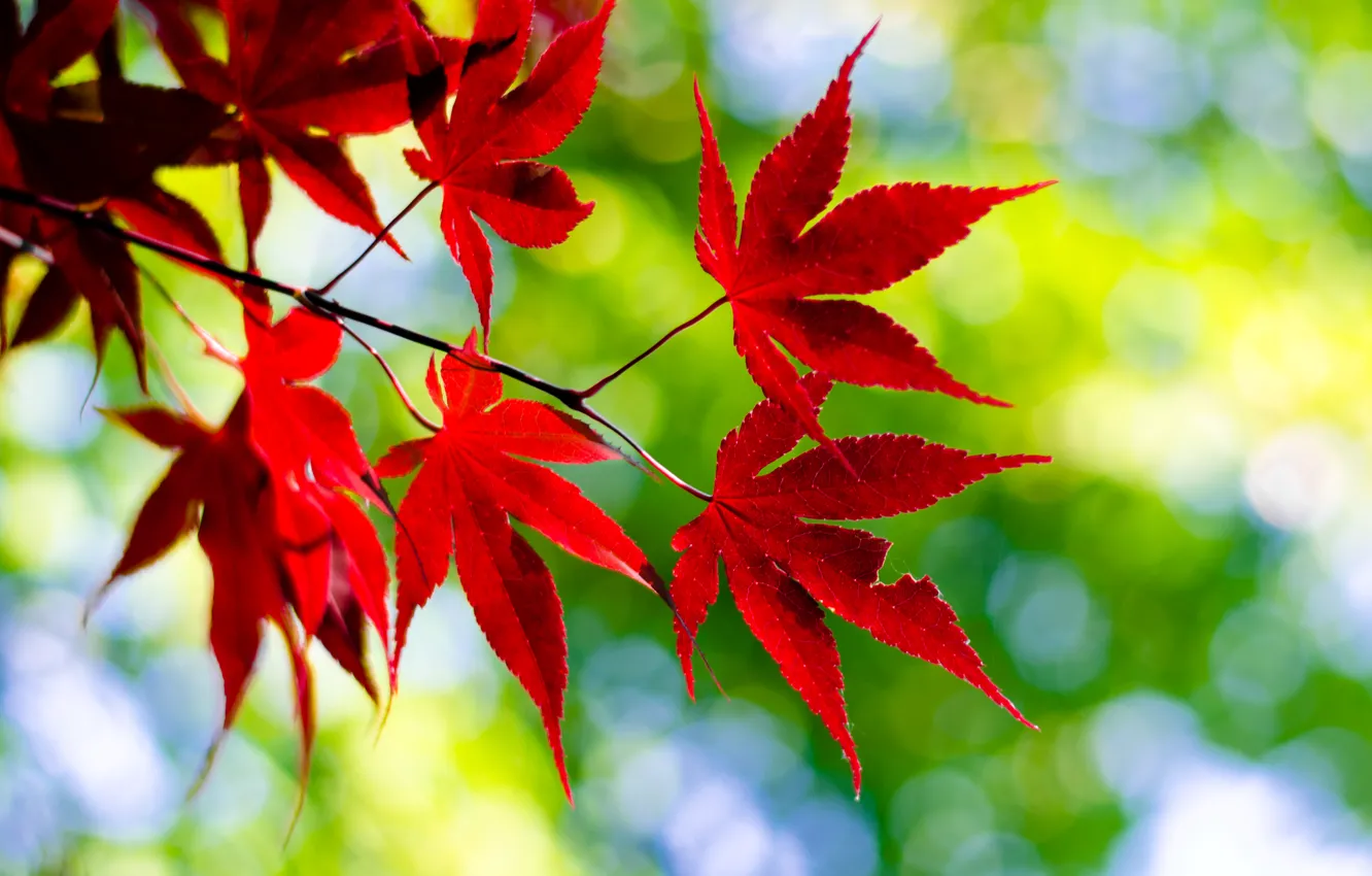 Photo wallpaper leaves, macro, nature, sprig, red