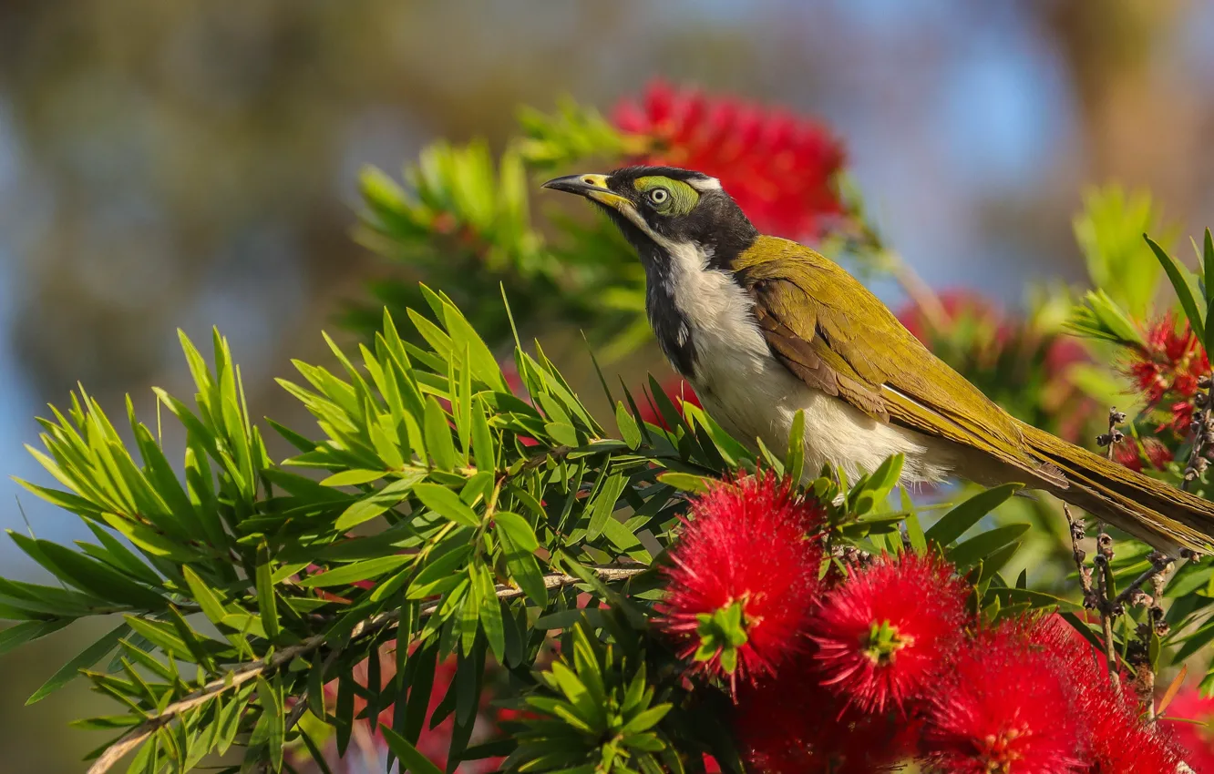 Photo wallpaper leaves, flowers, branches, red, green, bird, the bushes, Callistemon