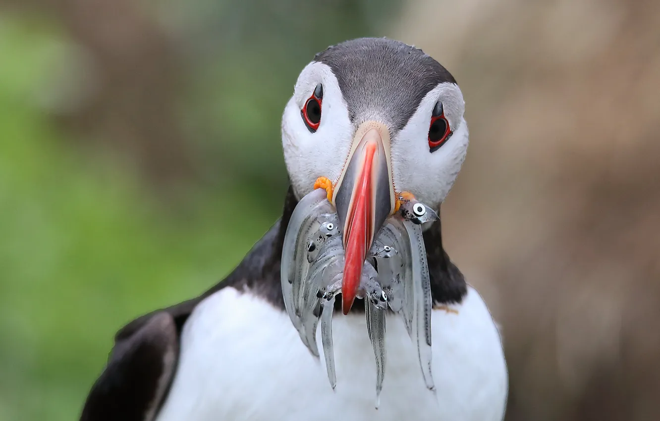 Photo wallpaper bird, fish, stalled, mining