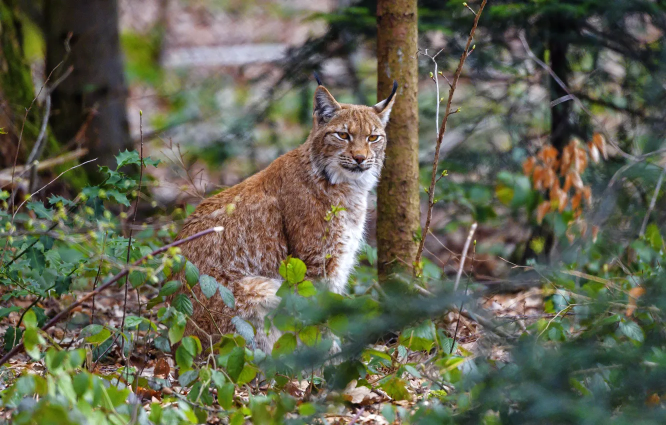 Photo wallpaper forest, look, branches, nature, lynx, sitting, the bushes