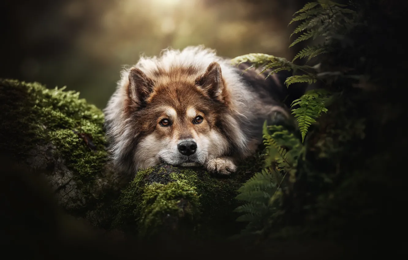 Photo wallpaper look, face, moss, dog, fern