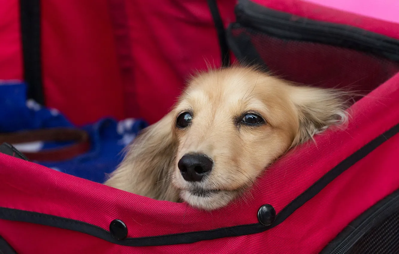 Photo wallpaper look, each, dog, bag