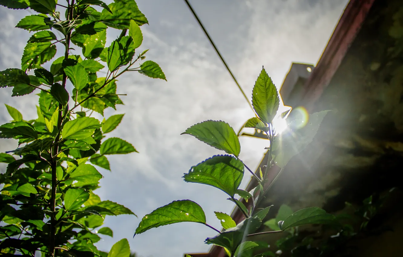 Photo wallpaper flowers, background, macro, thanu, thanujan, thanujan thanabalasingam, thanujan13, Thanujan_t