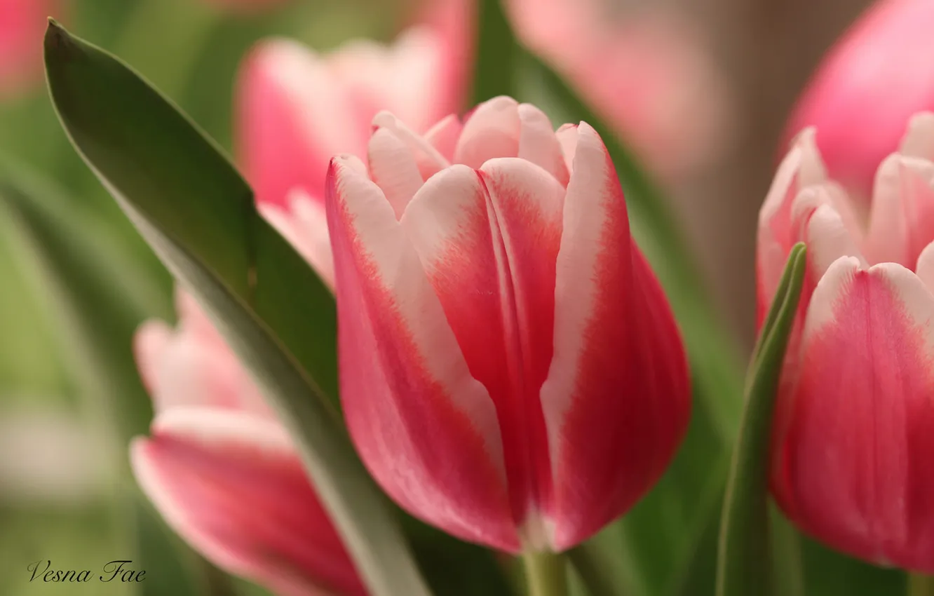 Photo wallpaper macro, tulips, pink, buds