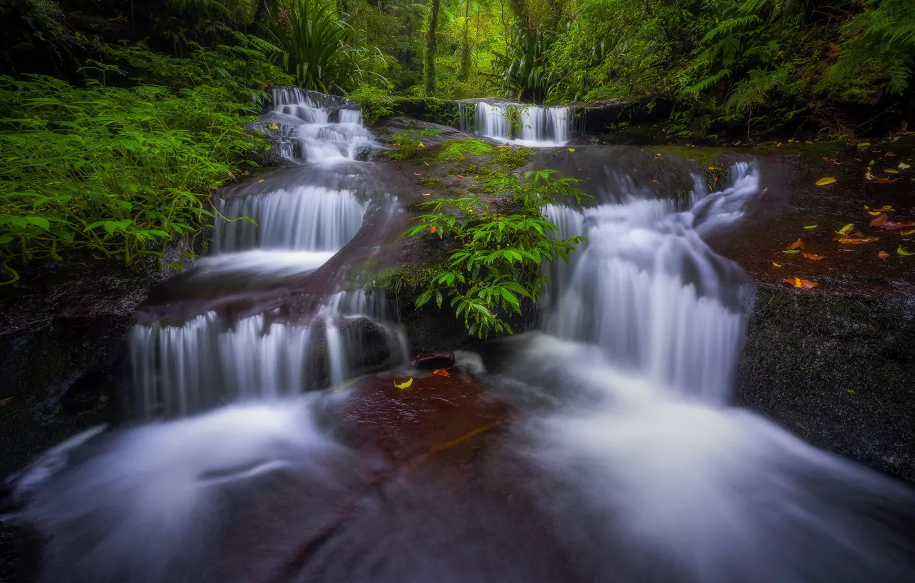 Photo wallpaper forest, stream, Australia, waterfalls, cascade, Australia, Queensland, QLD