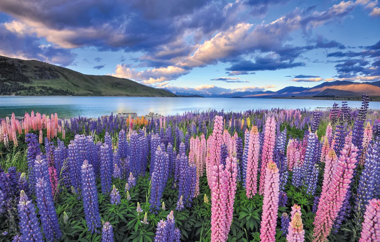 Photo wallpaper field, clouds, flowers, lupins