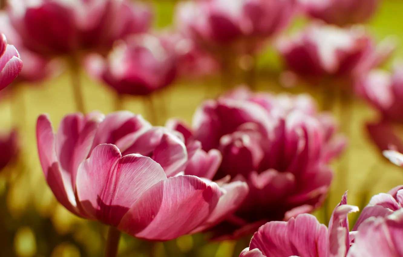 Photo wallpaper light, flowers, blur, spring, petals, tulips, pink, bokeh