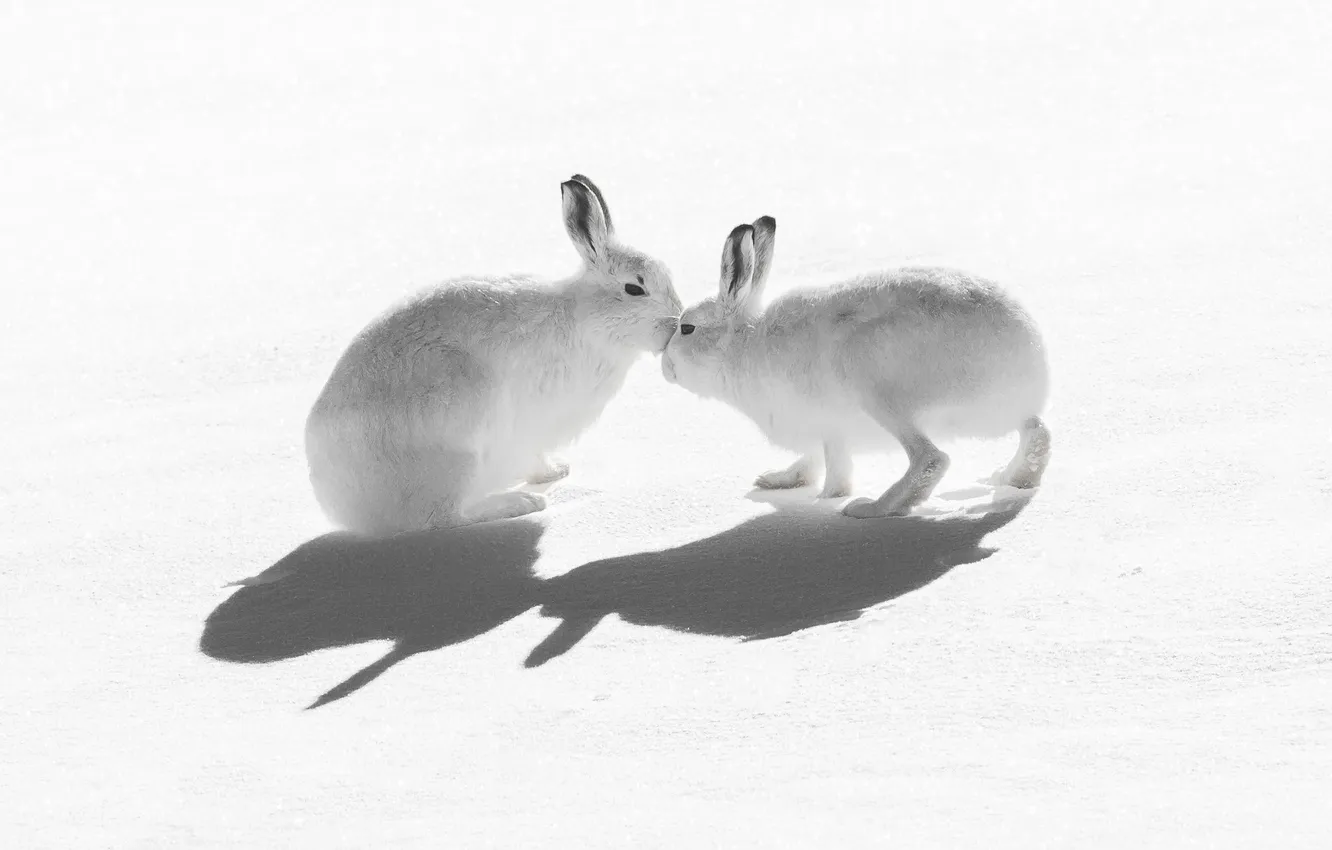 Photo wallpaper snow, nature, kiss, Mountain Hare