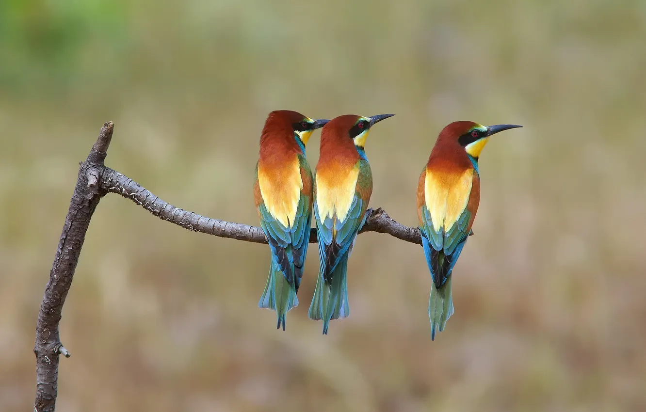Photo wallpaper branches, background, bird, three, Golden, pouloudi, schurka