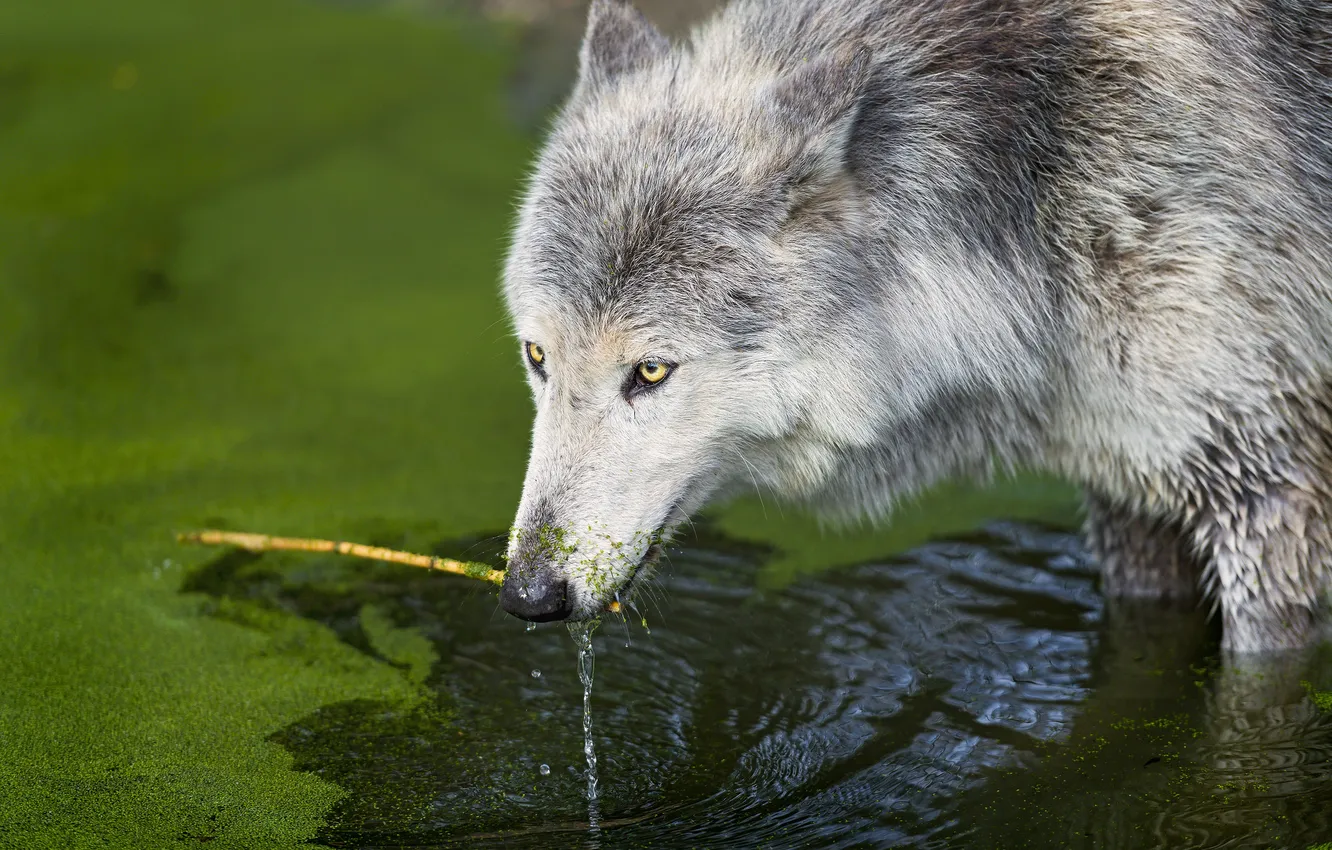 Photo wallpaper look, face, branches, wolf, Tina, pond, ©Tambako The Jaguar