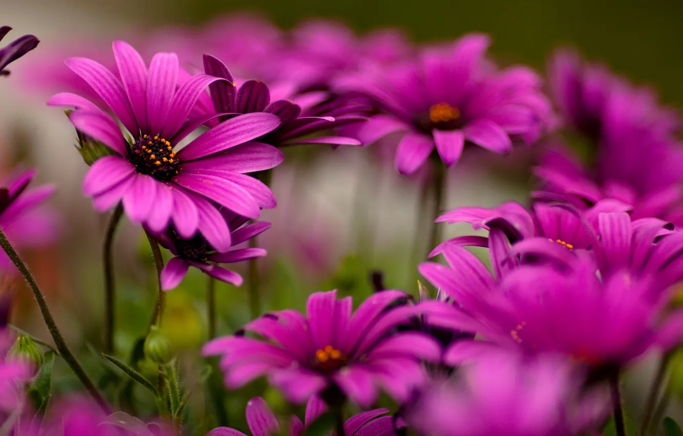 Photo wallpaper flowers, beauty, macro good quality