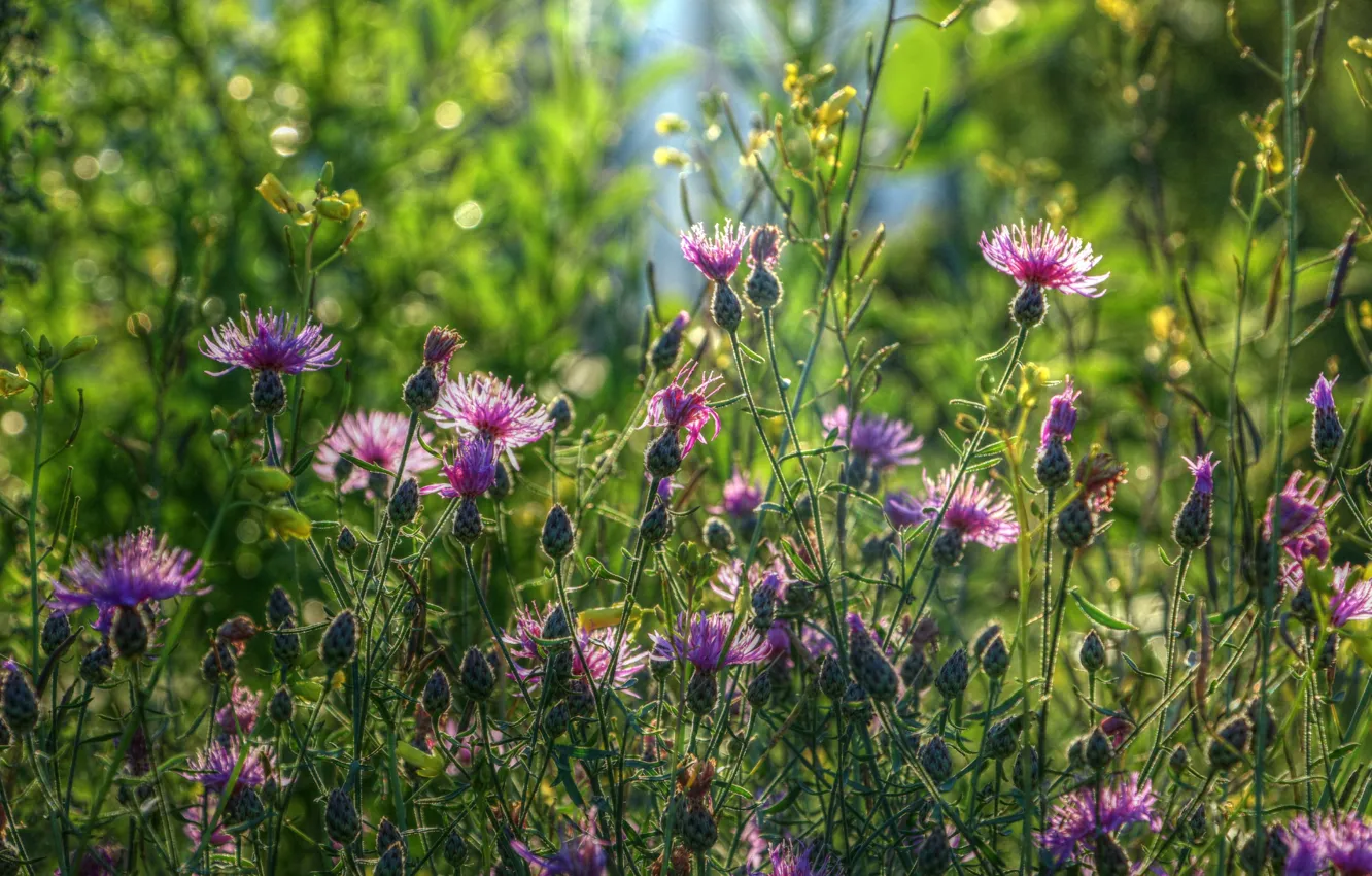 Photo wallpaper flower, meadow, blooming