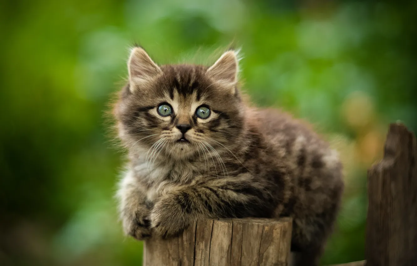 Photo wallpaper look, grey, muzzle, kitty, Yuriy Korotun