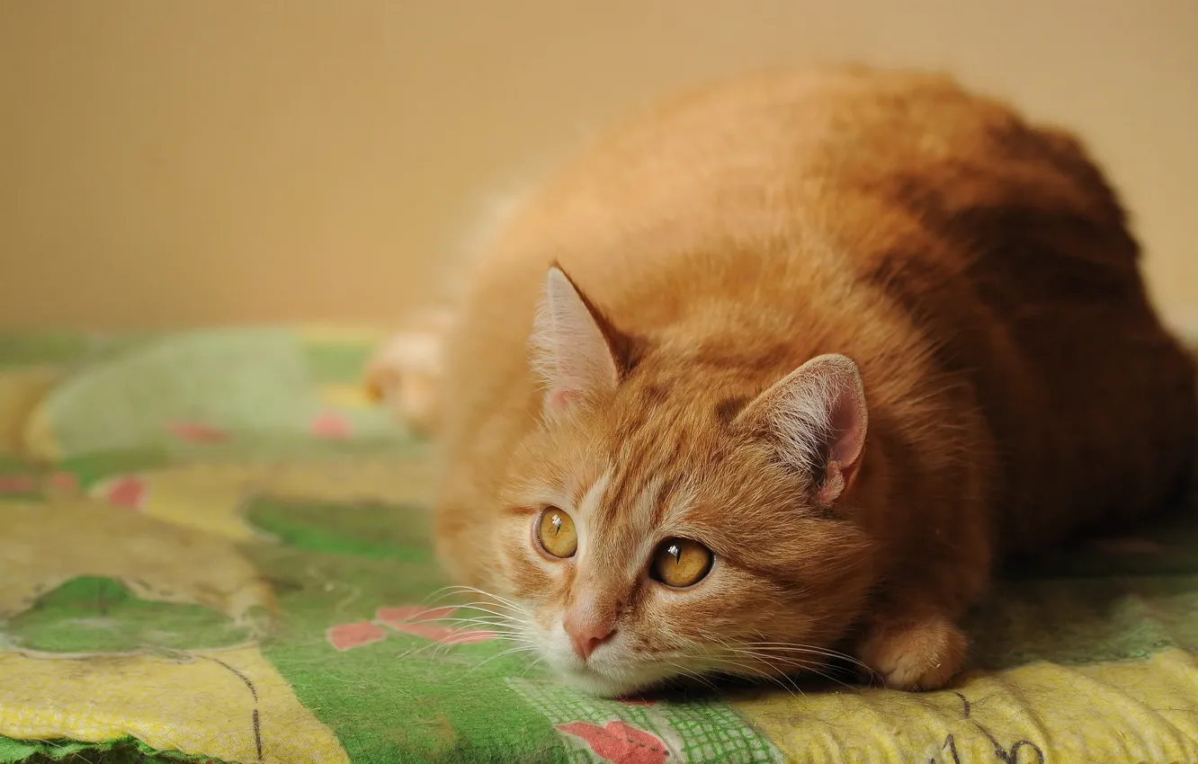 Photo wallpaper cat, cat, look, red, bed, lies