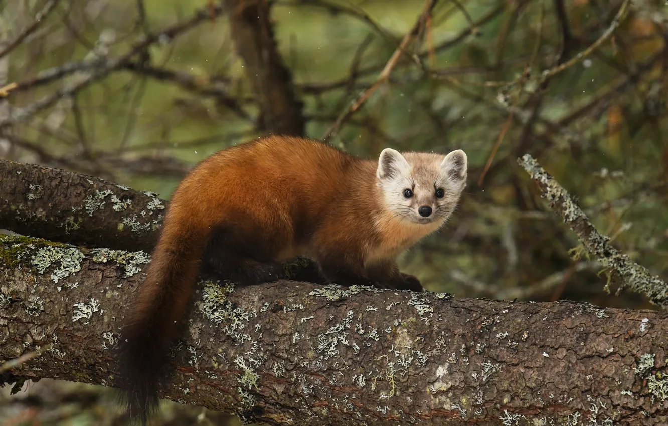 Photo wallpaper forest, trees, branches, nature, background, animal, muzzle, fur