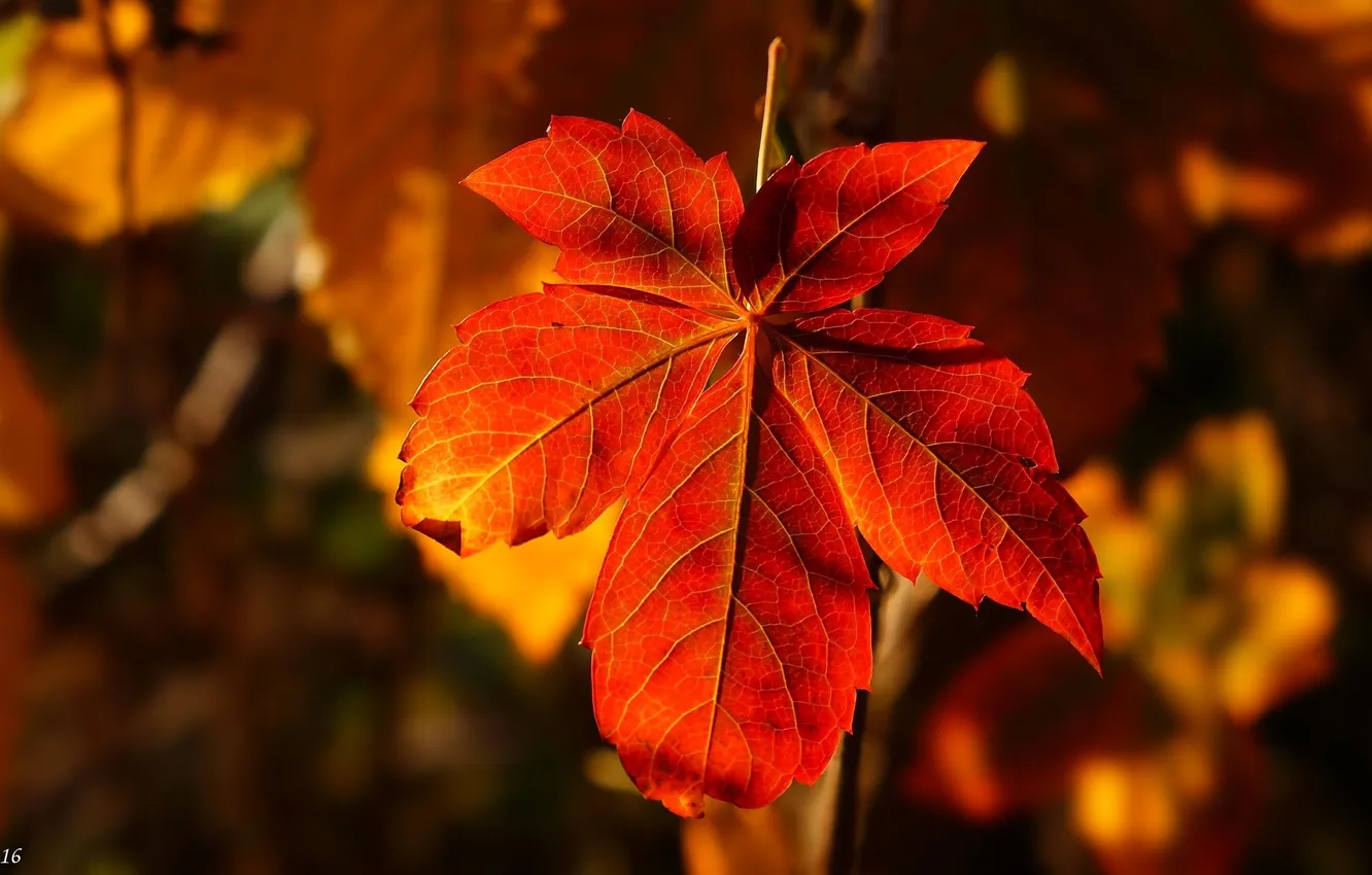 Photo wallpaper red, autumn, leaf