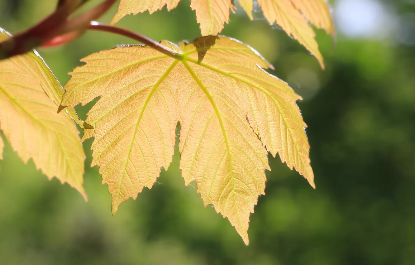 Photo wallpaper spring, leaf, twig
