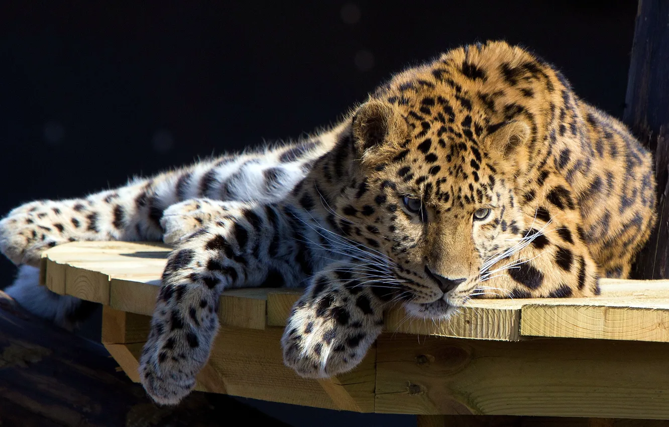 Photo wallpaper table, stay, leopard, lies, looks